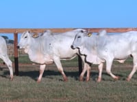 Lote 162