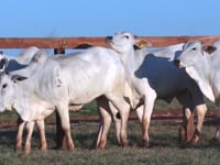 Lote 163