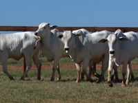 Lote 164
