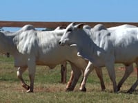 Lote 165