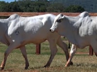 Lote 167