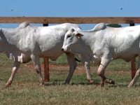 Lote 169