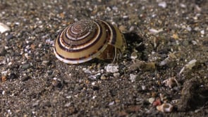 1158_Shell Architectona
