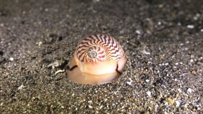 1159_Moon shell digging in sand