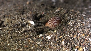 1160_Moon shell diving into sand