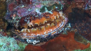 1175_Orange thorny oyster clam closing