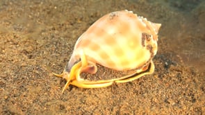 1448_Helmet shell walking on sand
