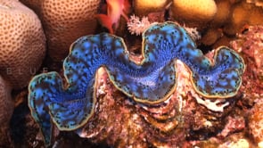 1542_giant blue clam close up on coral reef