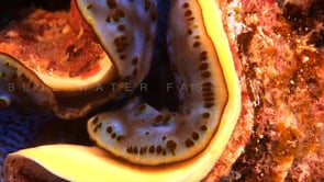 1543_giant blue clam super close up