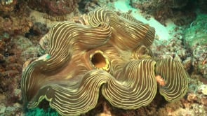 1548_painted giant clam on coral reef