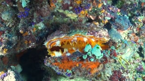 1558_Oyster shell closing on coral reef