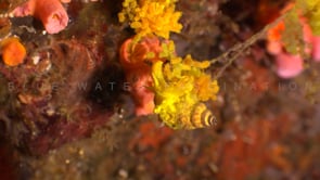 1606_wentletrap snail and eggs
