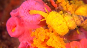 1608_wentletrap snail feeding on daisy coral
