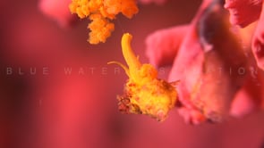 1609_wentletrap snail hanging off coral reef