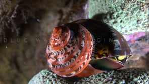 1745_Turbo Sea shell super close up at night