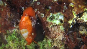 1746_Orange Cowrie snail close up