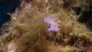 0920_Pink flabellina nudibranch