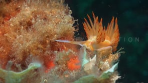 0921_red and orange flabellina nudibranch