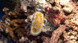 0955_Nudibranch Goniobranchus geminus