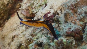0963_Doridae Nudibranch on reef