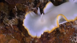 1095_Nudibranch ergretta close up head