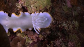 1096_Nudibranch ergretta close up on coral reef