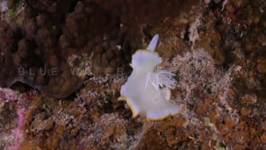 1097_Nudibranch ergretta front view