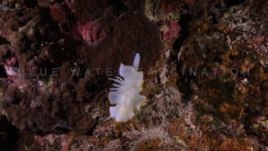 1098_Nudibranch ergretta free hanging