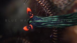 1099_green tiger nudibranch super close up