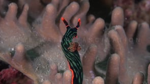 1100_green tiger nudibranch on coral at night