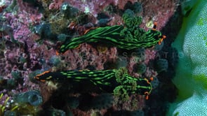 1101_Two tiger nudibranch on coral reef