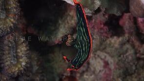 1102_green tiger nudibranch hanging from coral reef