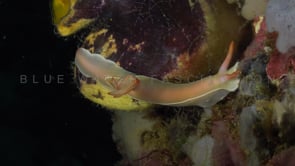 1104_Bullockii nudibranch at night