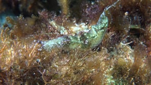 1284_Sea grass Nudibranch Elysia