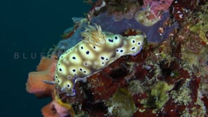 1285_Nudibranch risbecia tryoni on coral reef