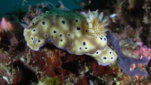 1286_Nudibranch ribecia tryoni close up