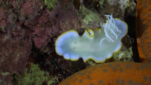 1287_Nudibranch egretta and orange starfish zoom out