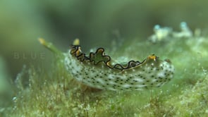 1288_Sea grass nudibranch passing close in front of camera