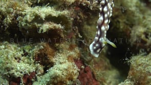 1290_Warty nudibranch super close up
