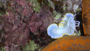 1289_Ergretta nudibranch close up and orange starfish
