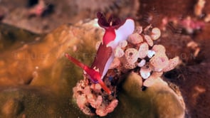 1433_Tambja nudibranch on ascidians
