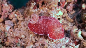 1445_Red nudibranch close up