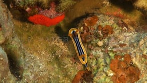 1512_Pyjama nudibranch on coral reef
