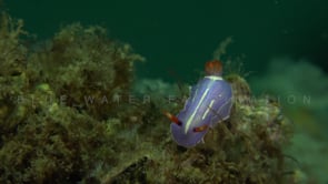 0133_Purple Chromodoris Nudibranch close up