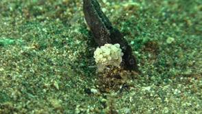 0134_Bubble Nudibranch close up on sand