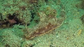 0198_Nudibranch Chromodoris gliding over sand