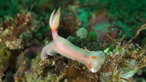 0202_Nudibranch Hypselodoris bullockii close up on coral reef