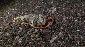 0236_Striped Nudibranch gliding over sand