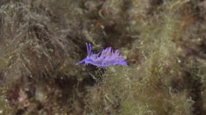 2127_Purple Flabellina Nudibranch close up underwater in Spain