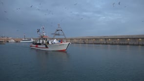 Una primavera amb poca sardina a les xarxes